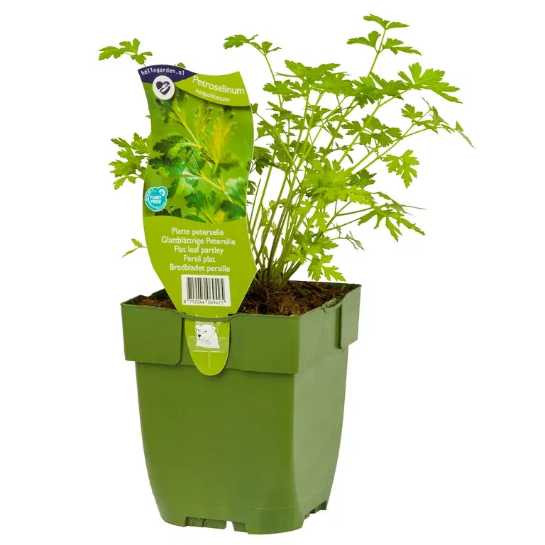 Italiensk bladpersille