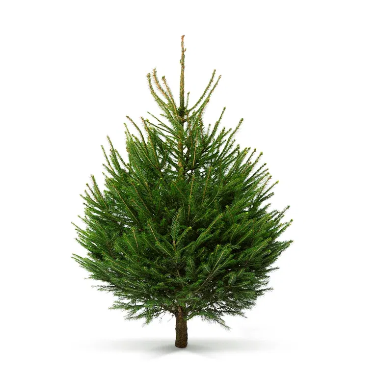 Vanlig gran 120-170cm