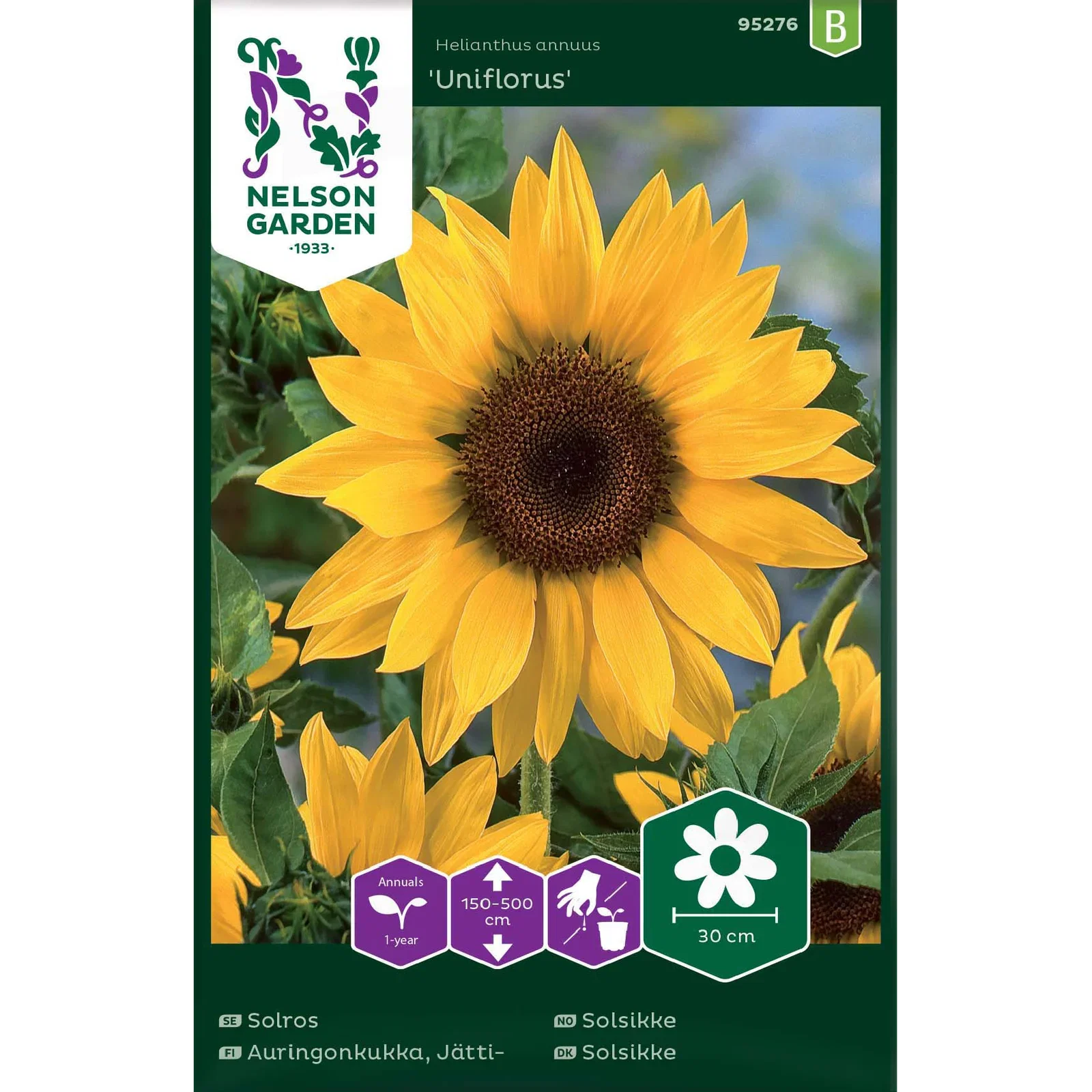 Solsikke 'Uniflorus'