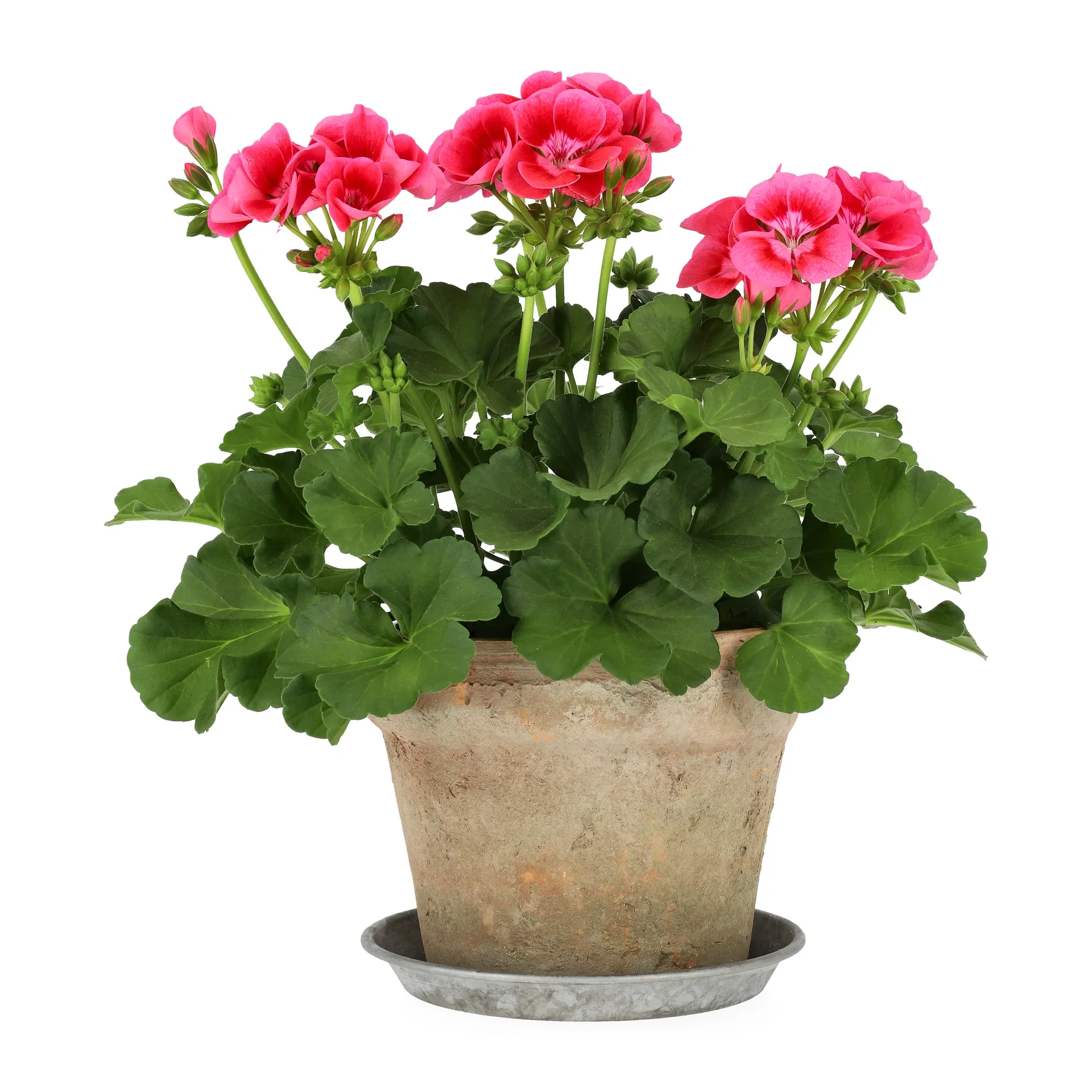 Pelargonia Pretty Little 'Pink Splash'