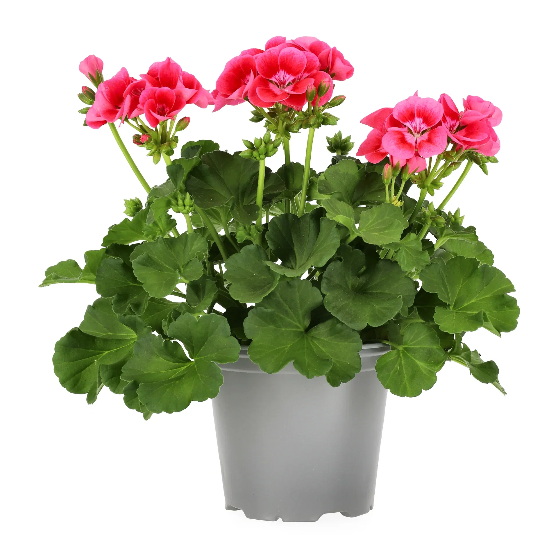 Pelargonia Pretty Little 'Pink Splash'