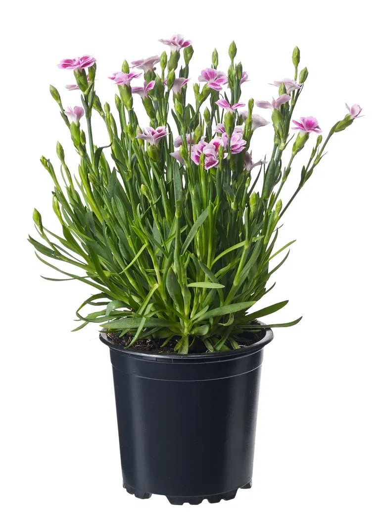 Hagenellik 'Pink Kisses'