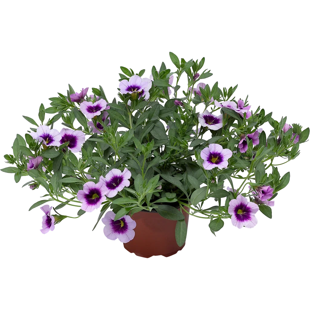 Småpetunia