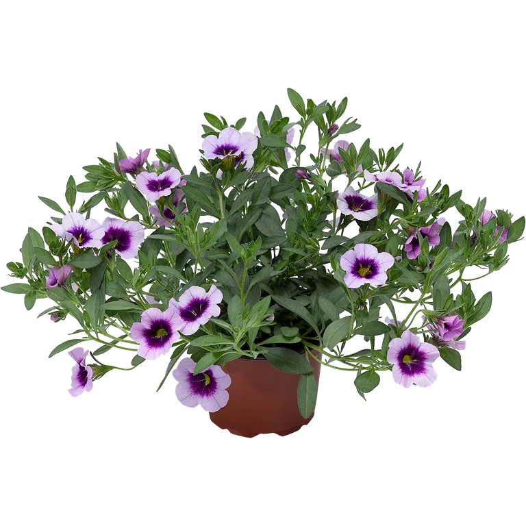 Småpetunia