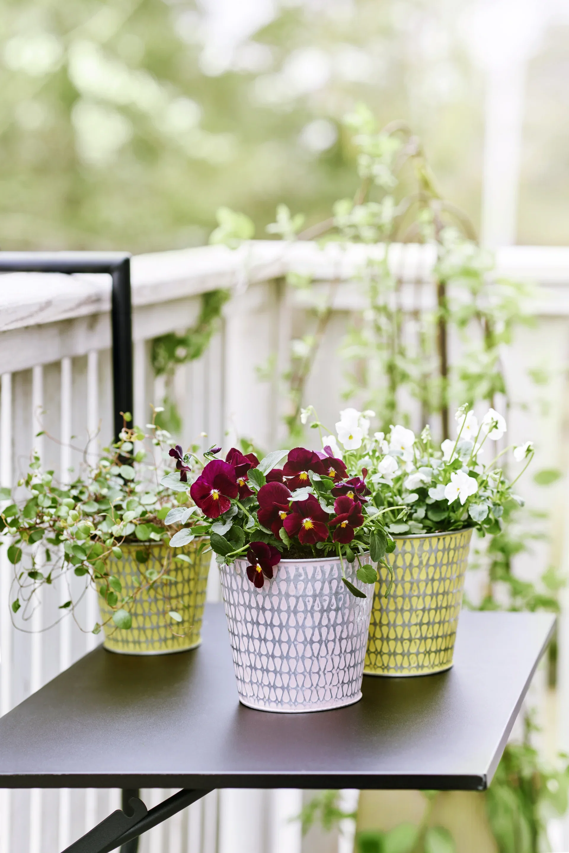 Stemor småblomstret