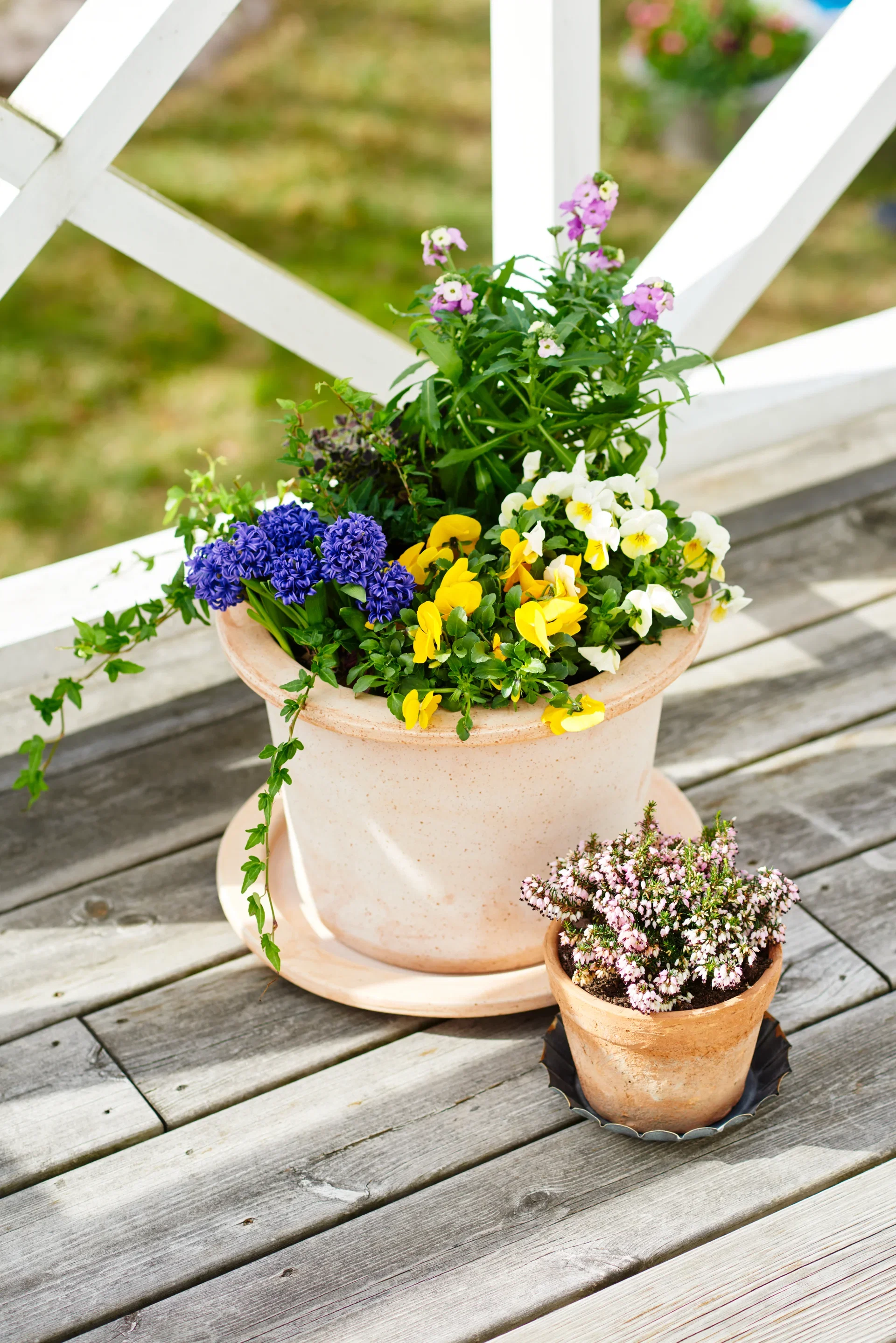 Stemor småblomstret