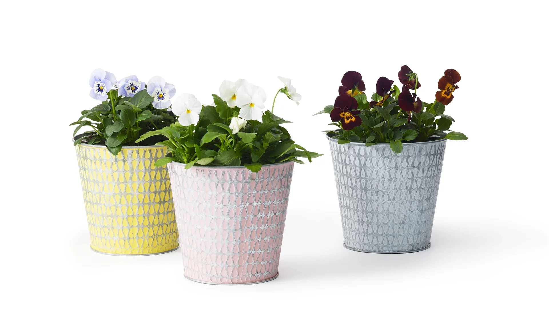 Stemor småblomstret