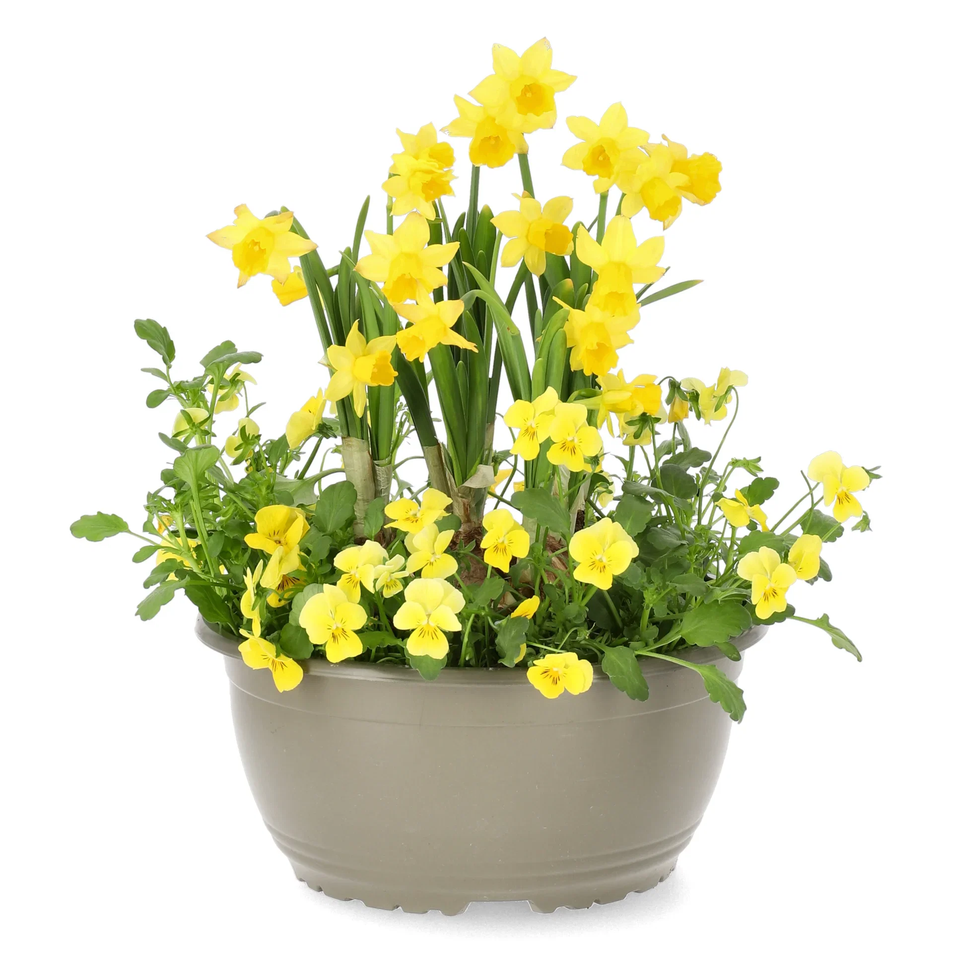 Stemor småblomstret