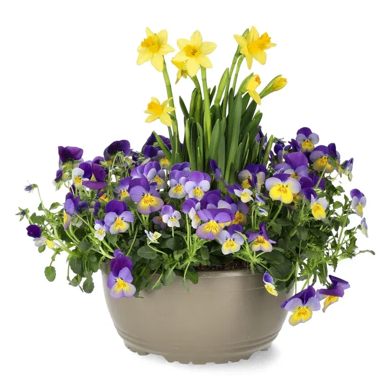 Stemorsblomster og påskeliljer i skål