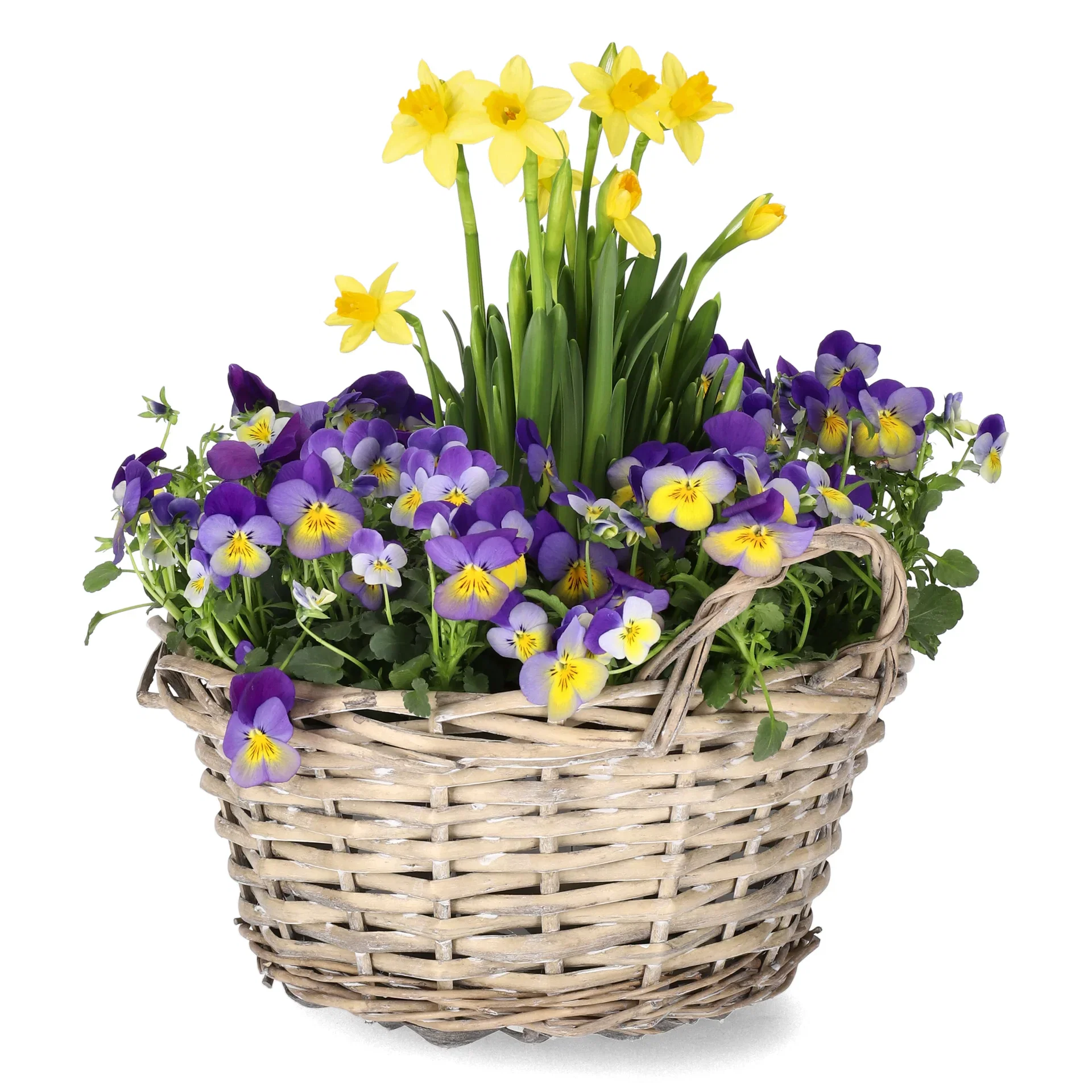 Stemorsblomster og påskeliljer i skål