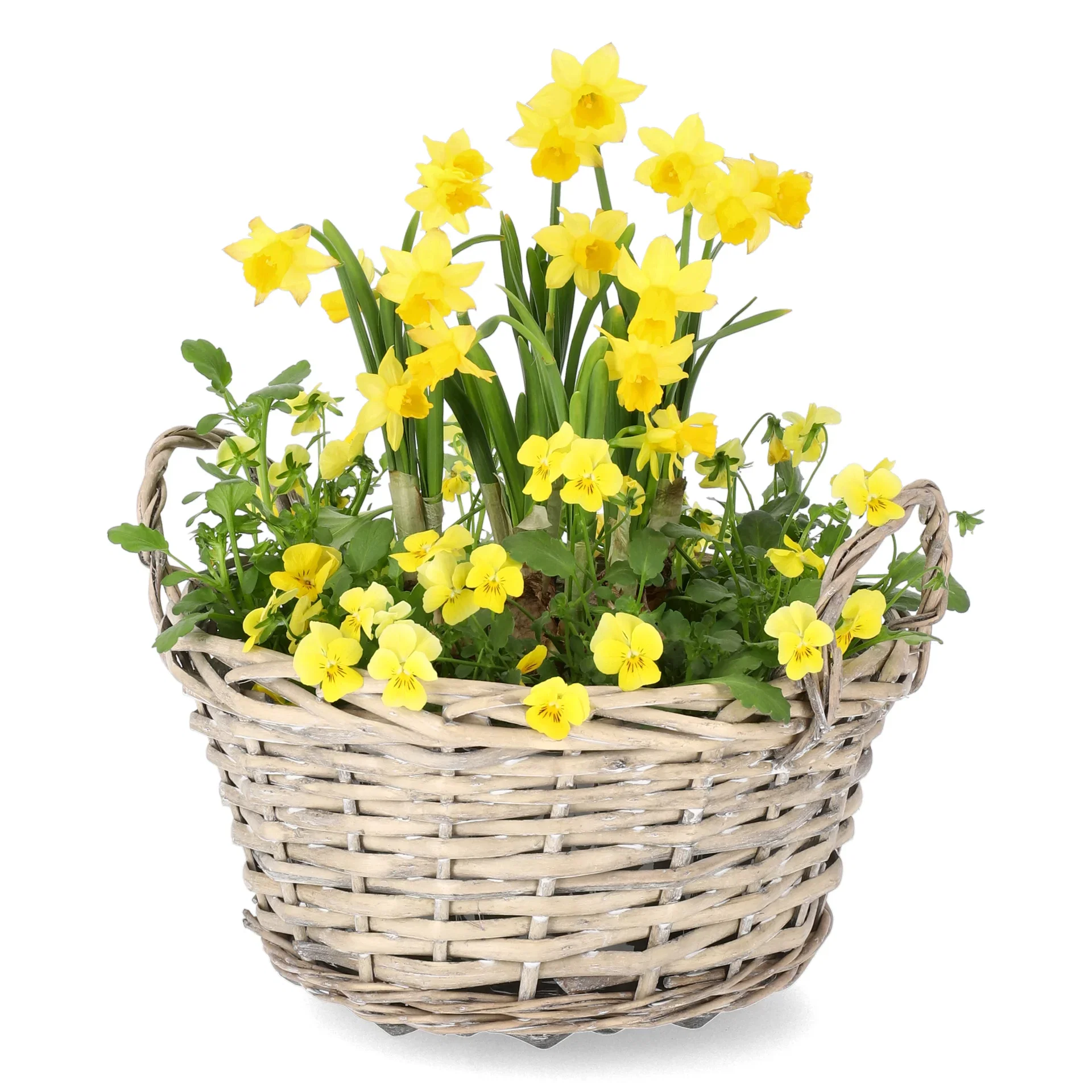 Stemor småblomstret