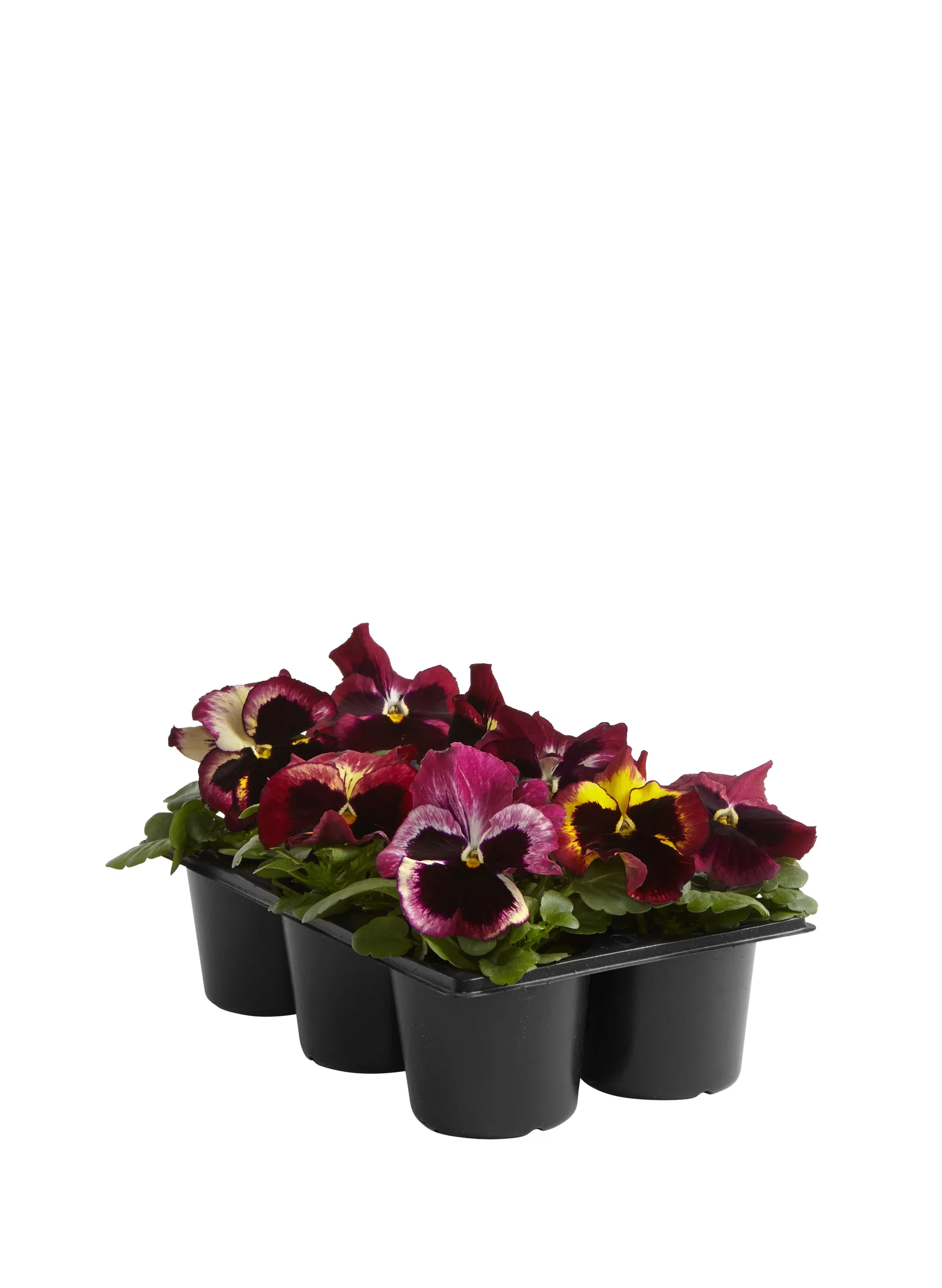 Stemor storblomstret