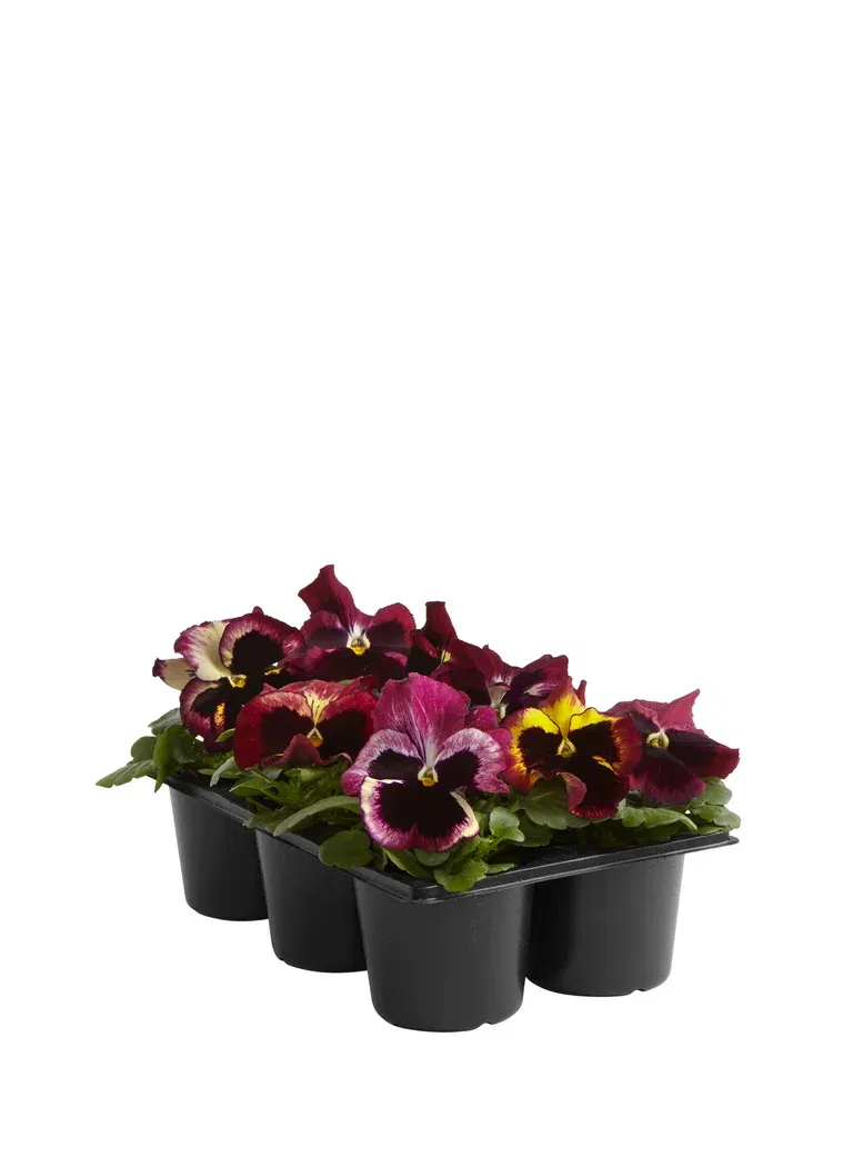 Stemor storblomstret