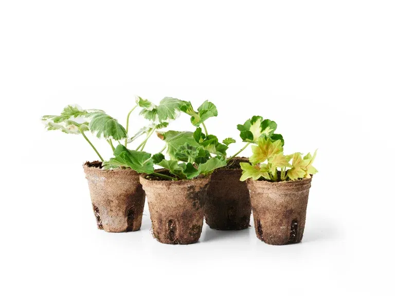 Pelargonia Zonale stikling