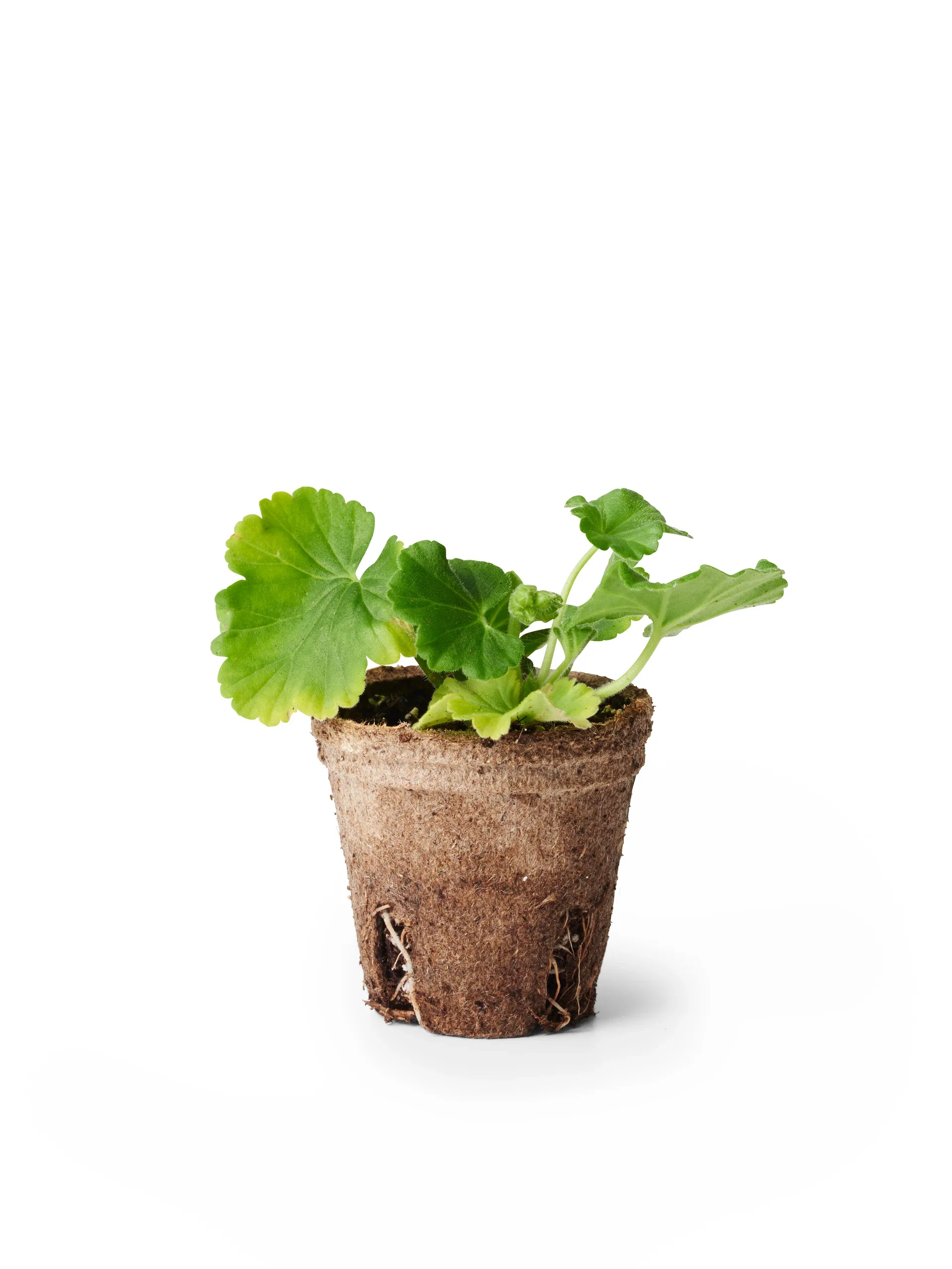 Pelargonia Zonale stikling