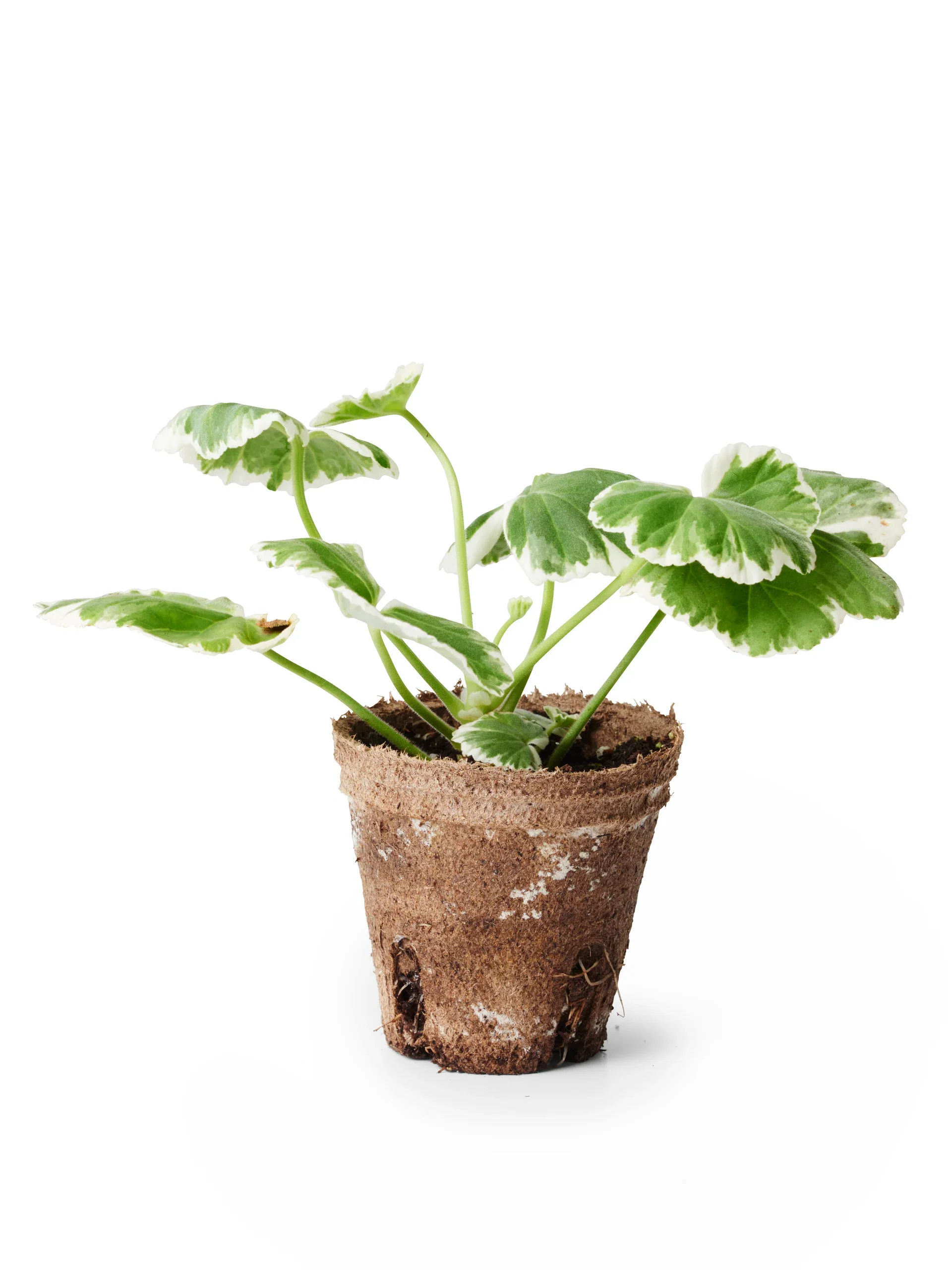 Pelargonia Zonale stikling