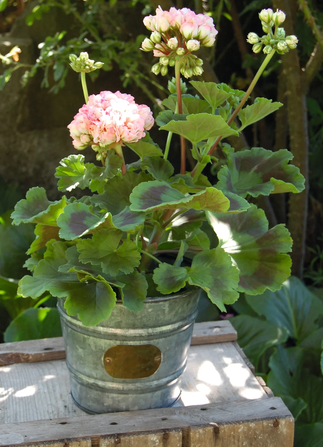 Pelargonia Zonale stikling