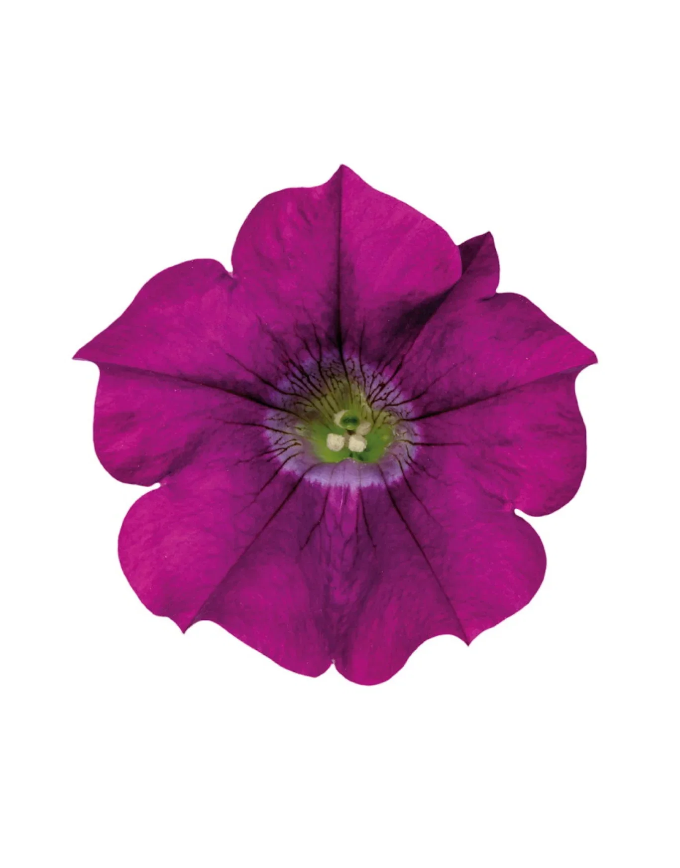 Petunia stikling