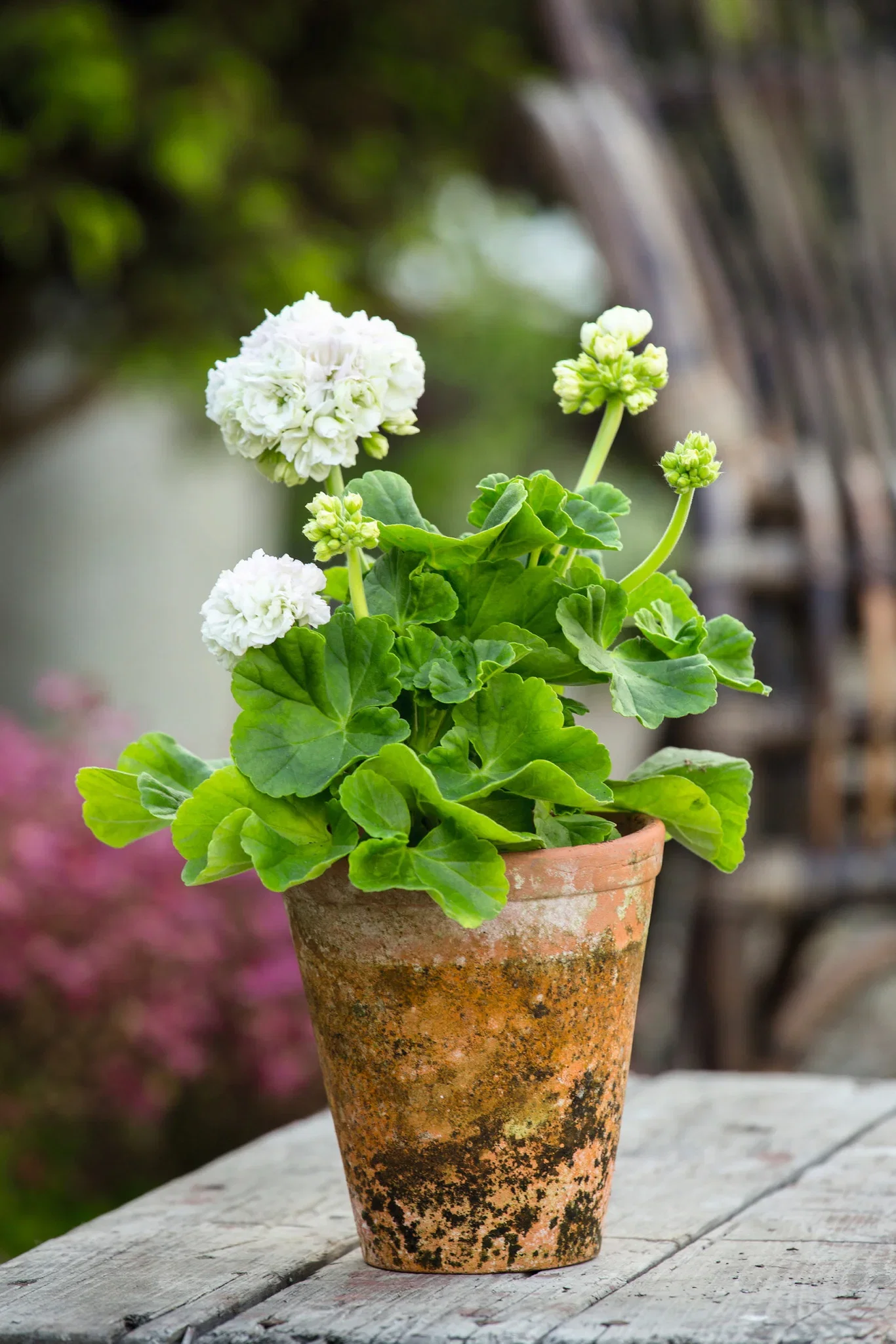 Pelargonia Zonale stikling