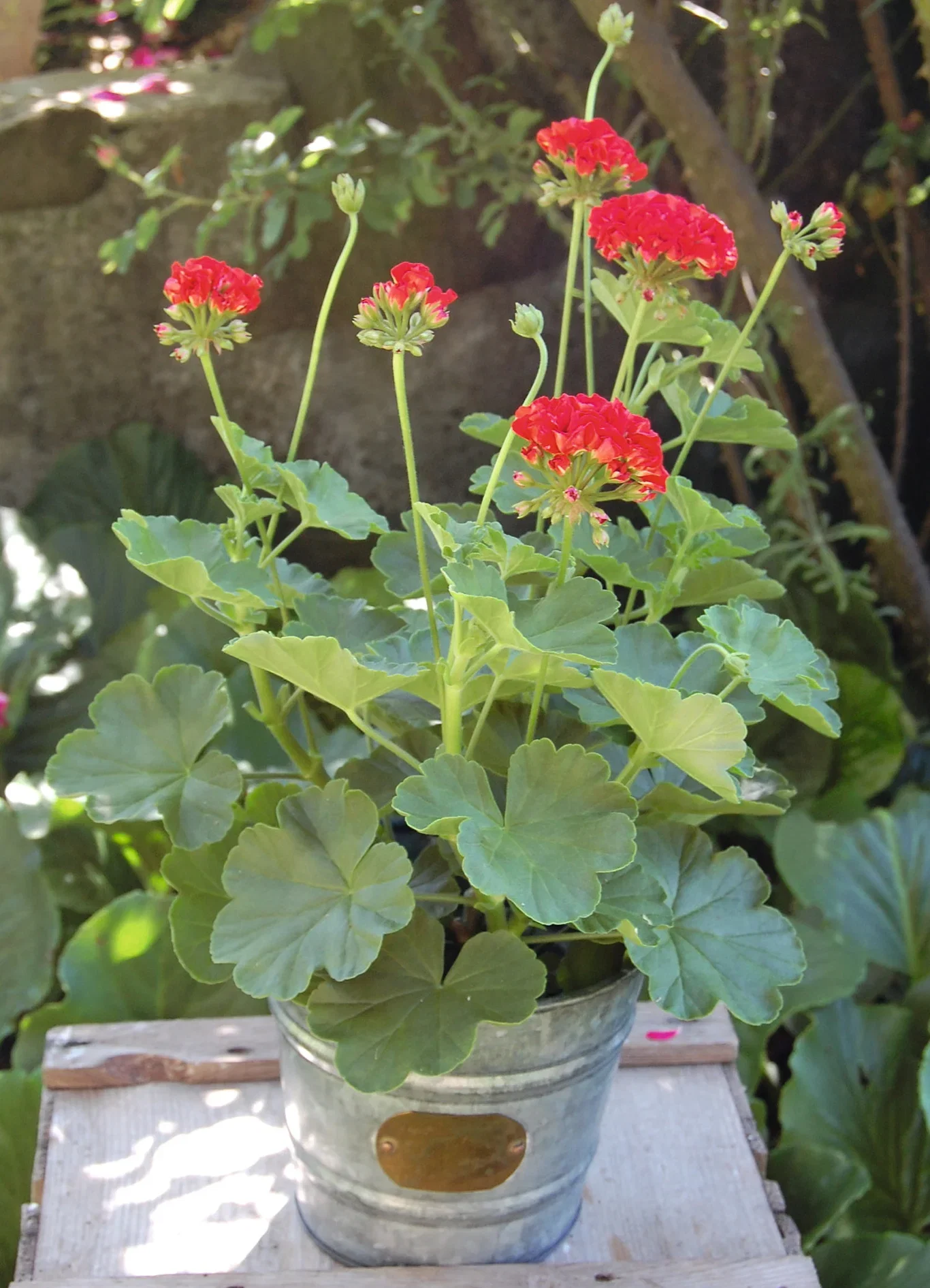Pelargonia Zonale stikling