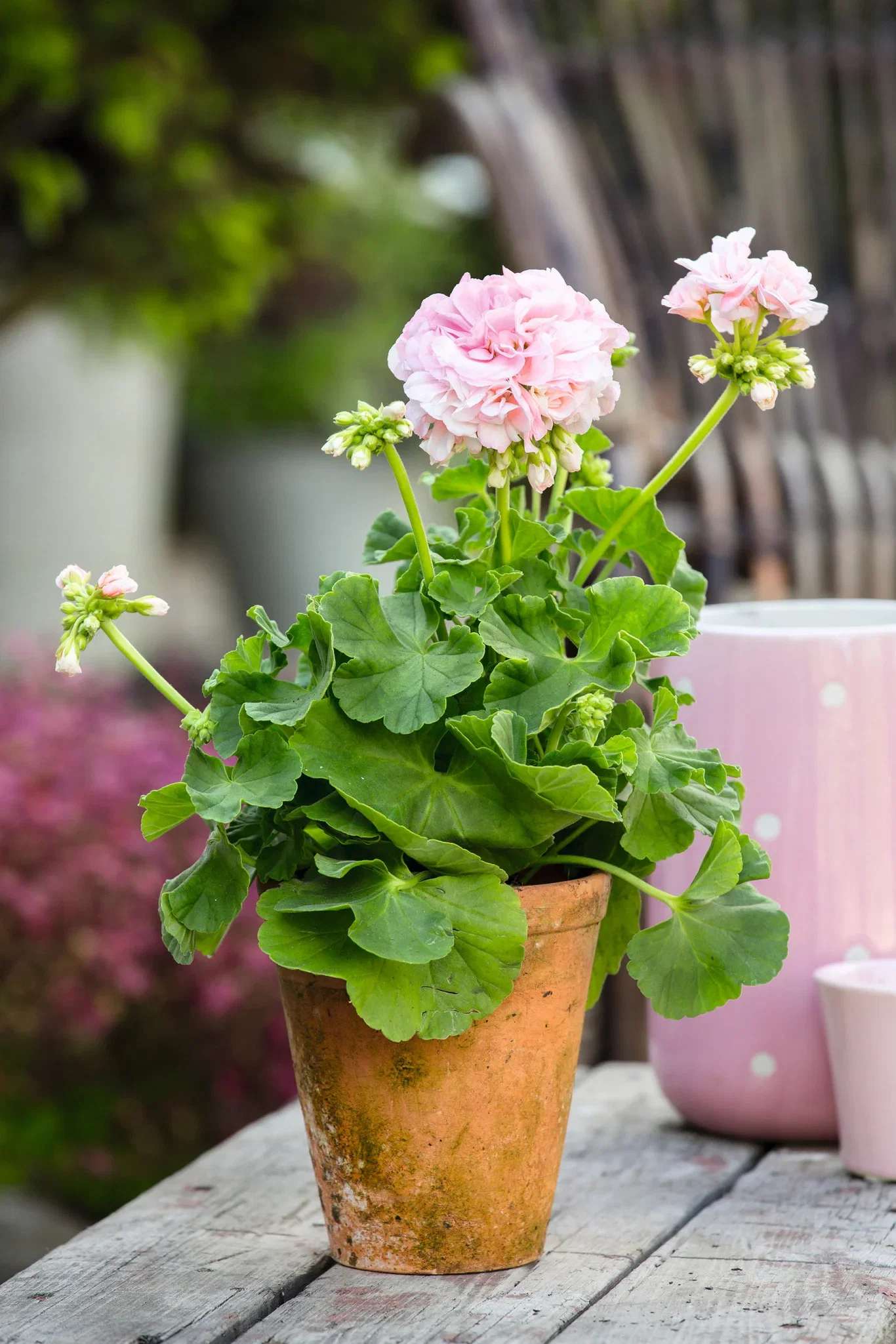 Pelargonia Zonale stikling