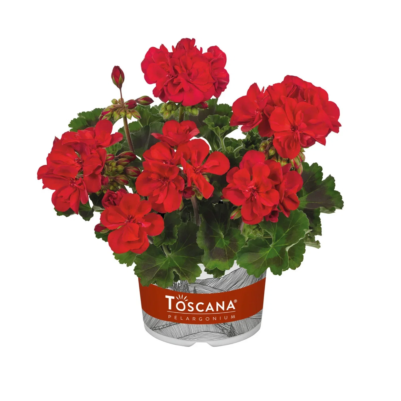 Pelargonia Zonale stikling