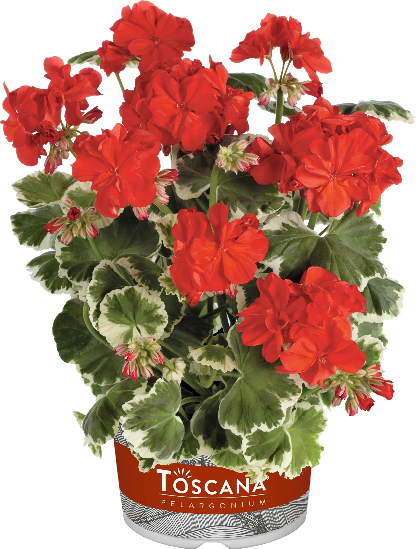 Pelargonia Zonale stikling