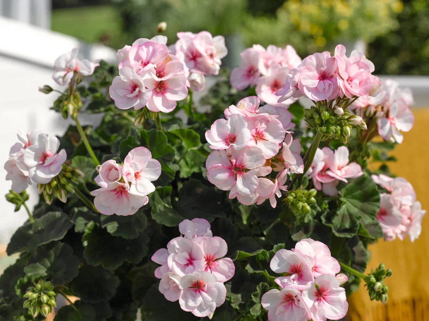 Pelargonia Zonale stikling