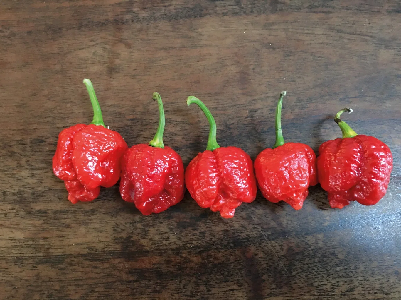 Chili 'Trinidad Moruga Scorpion'