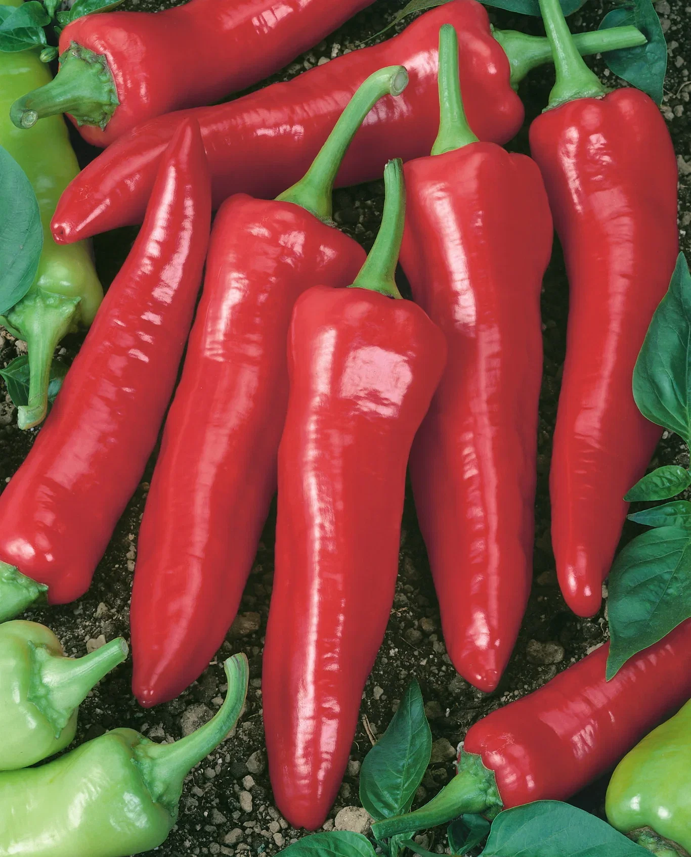 Chili 'Apache'