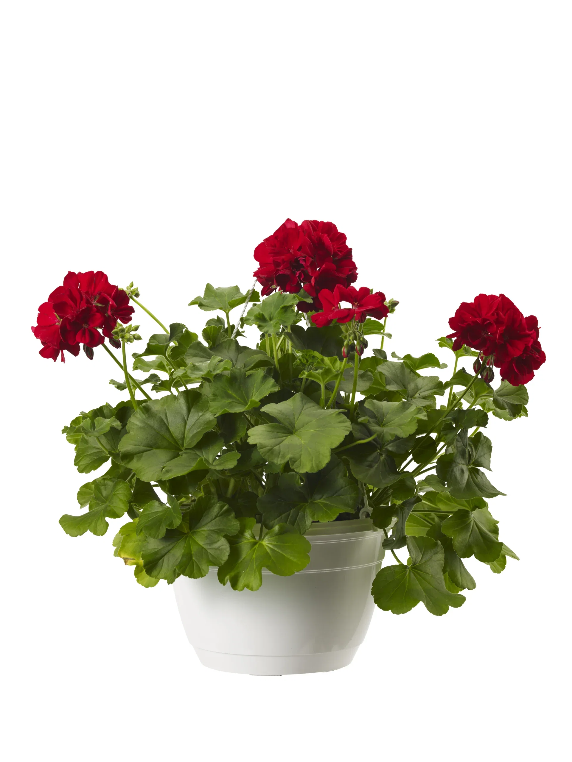 Kjærlighetspelargonia 'Dark Red'