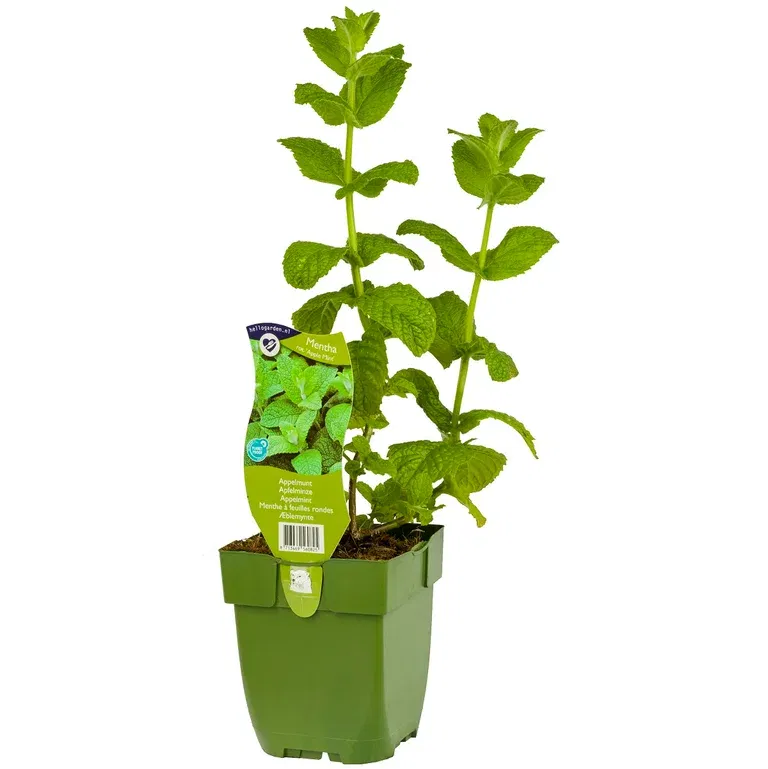 Eplemynte 'Apple Mint'