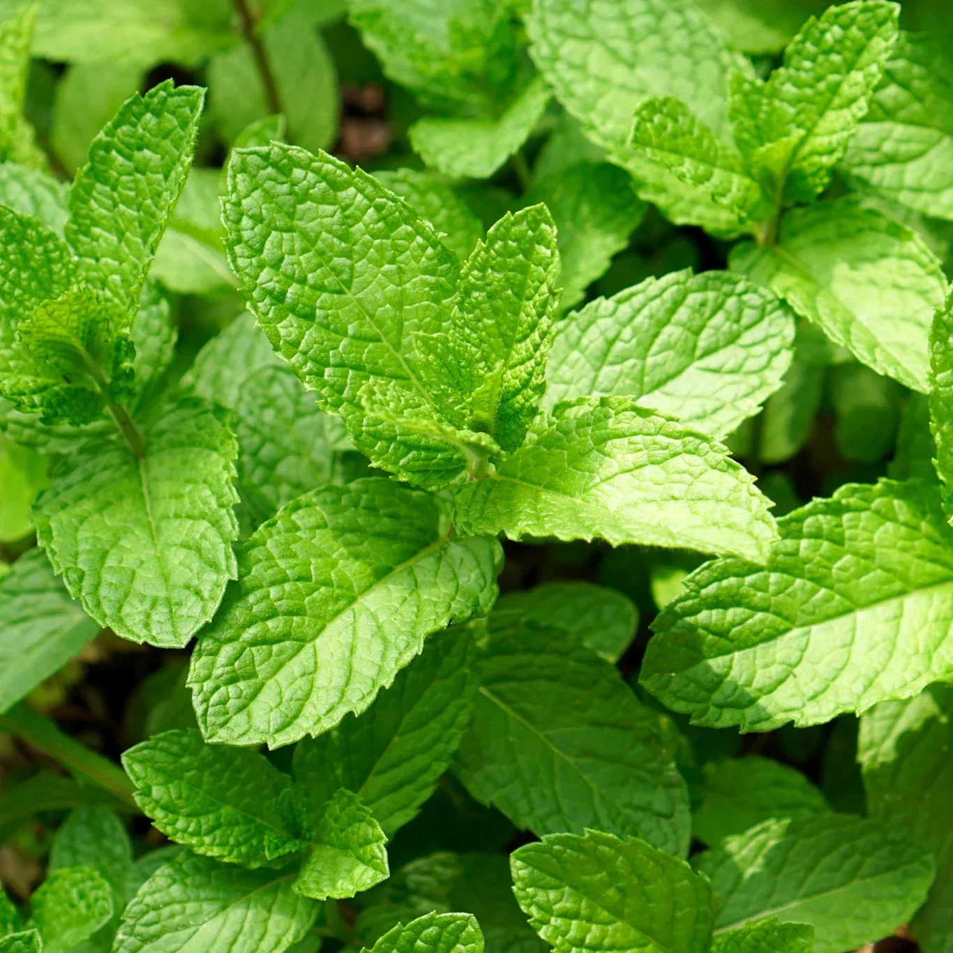 Eplemynte 'Apple Mint'