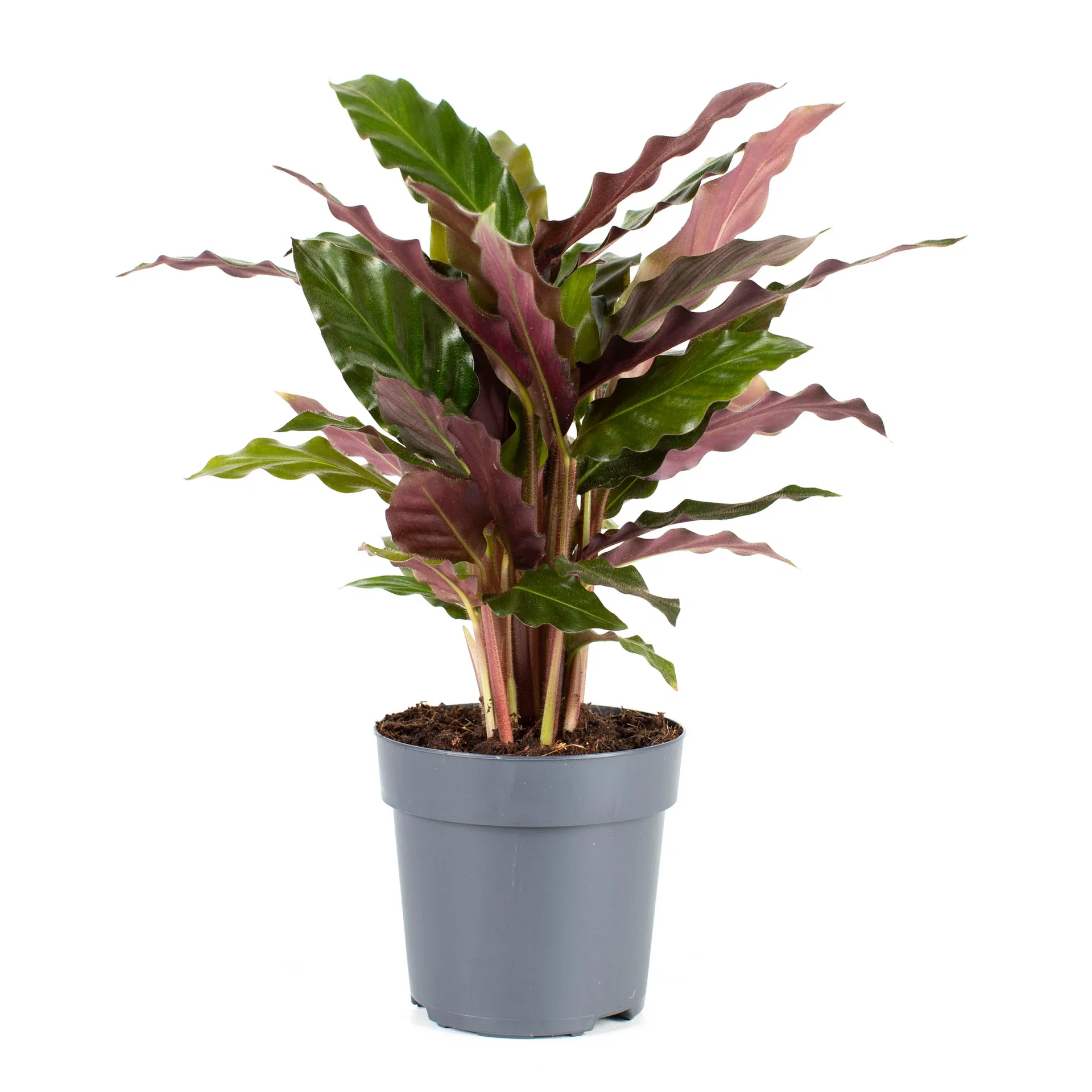 Calathea Rufibarba