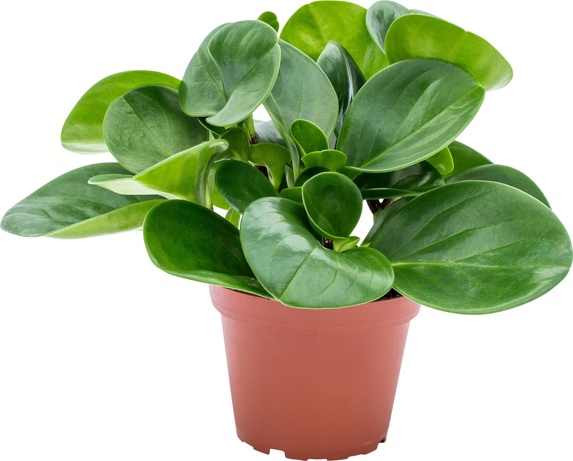 Peperomia obtusifolia 'Green'