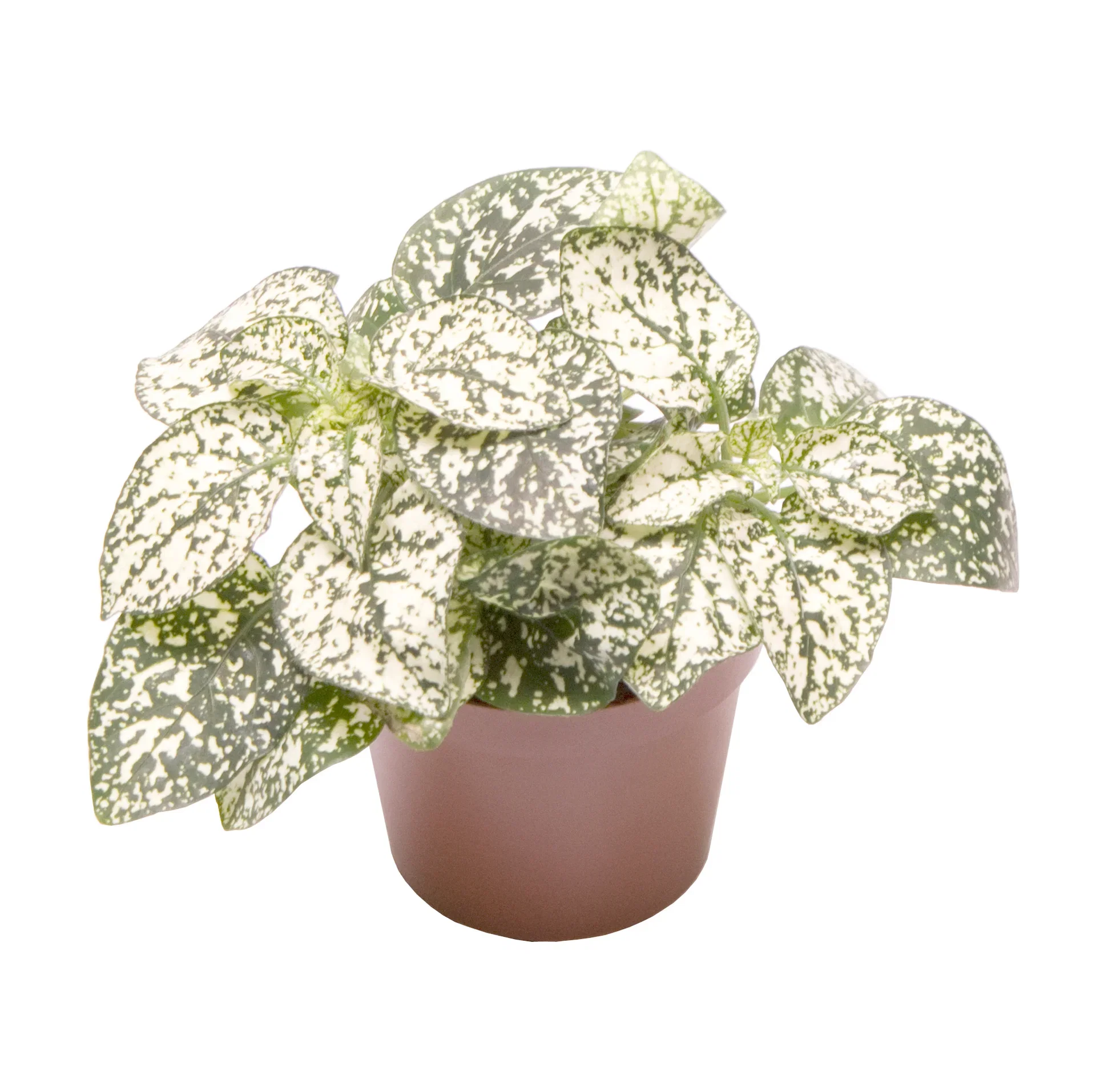 Hypoestes phyllostachya 'White' mini