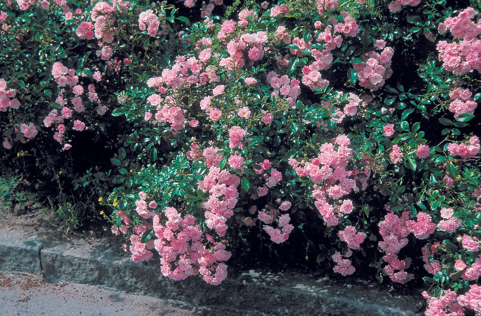 Bunndekkerose 'The Fairy'