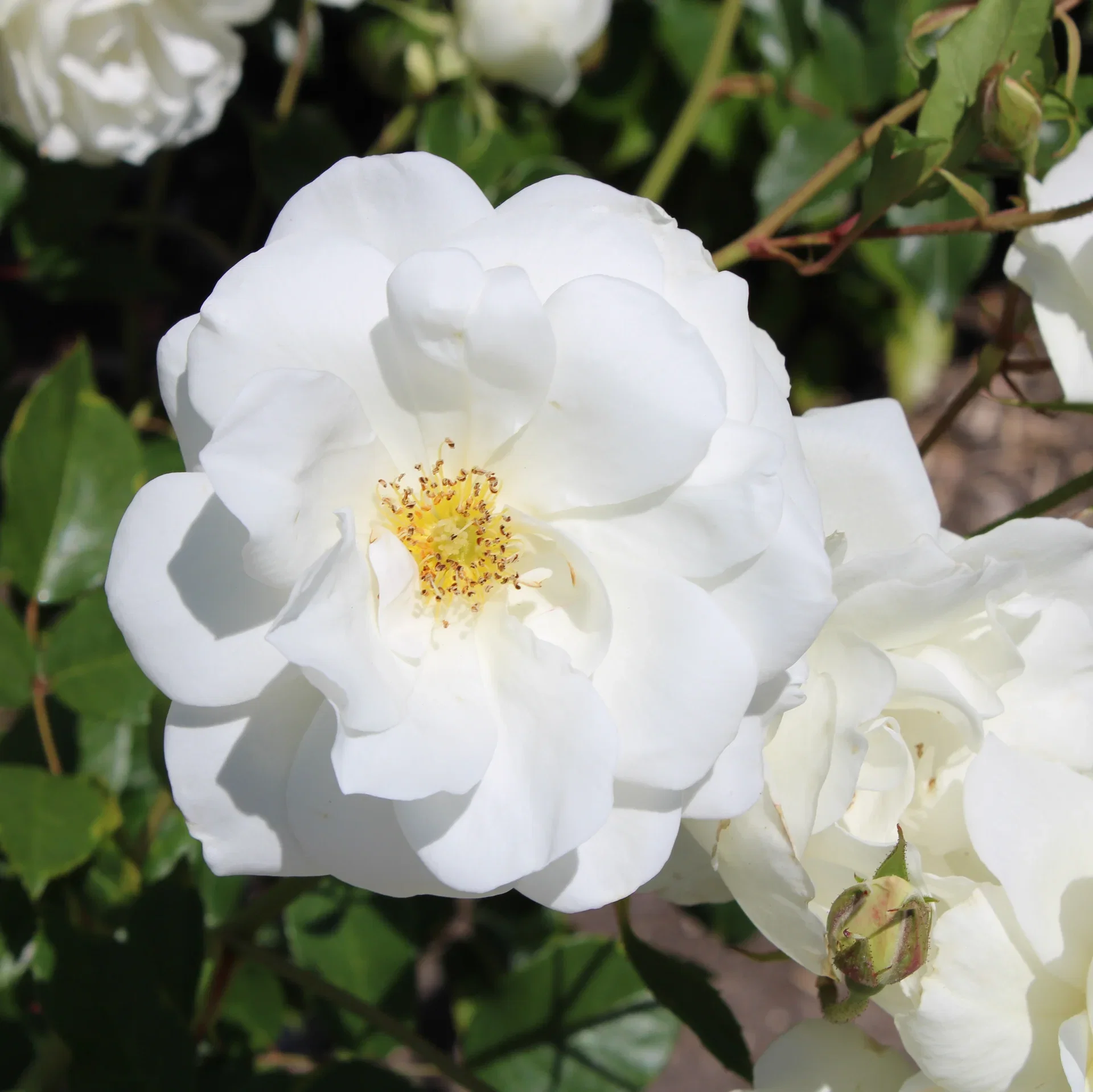 Klaserose BEE FRIENDLY, hvit