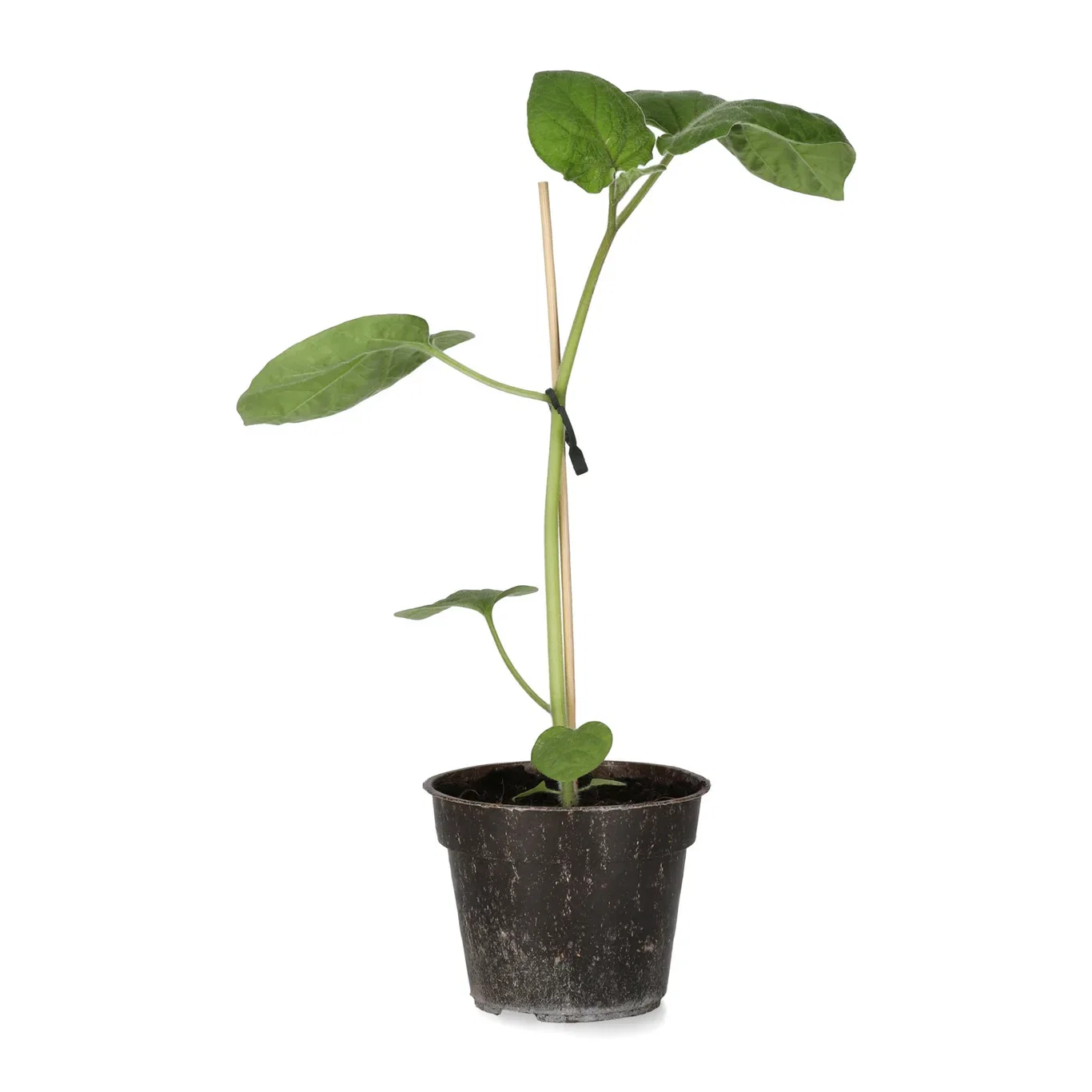 Barbadoslykt ‘Little Lantern’