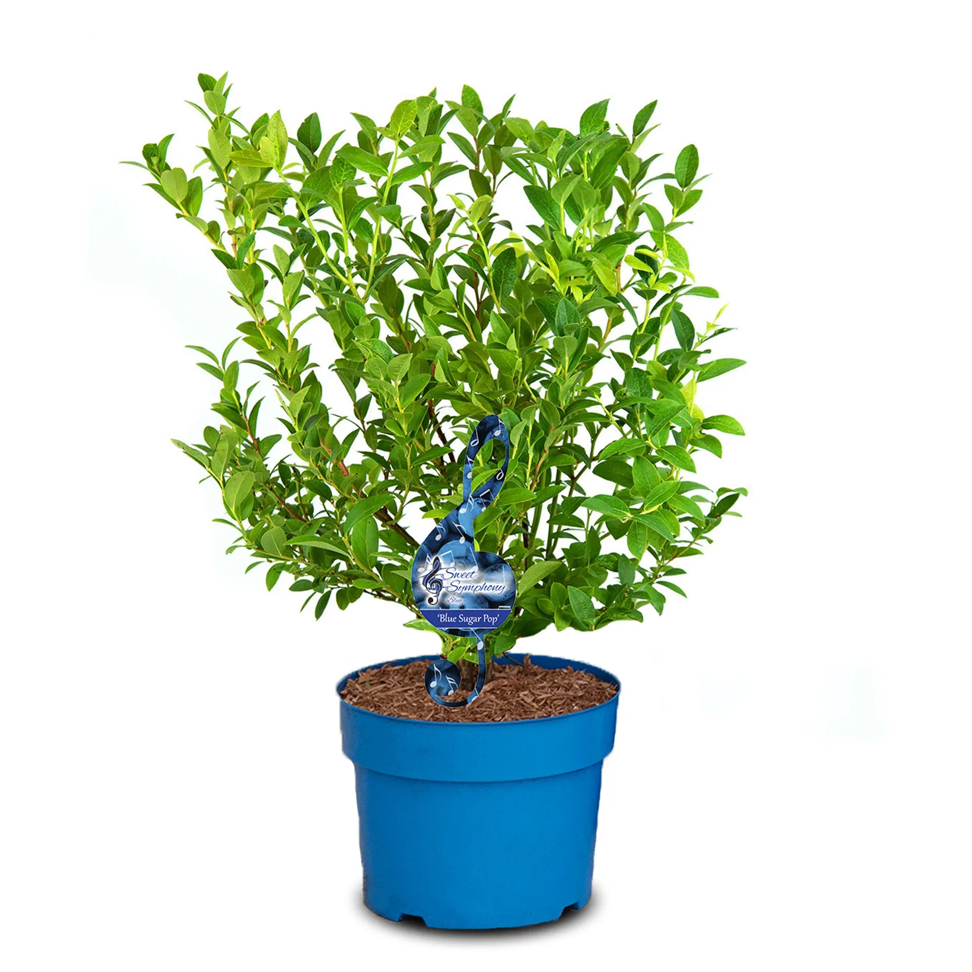 Hageblåbær 'Blue Sugar Pop'