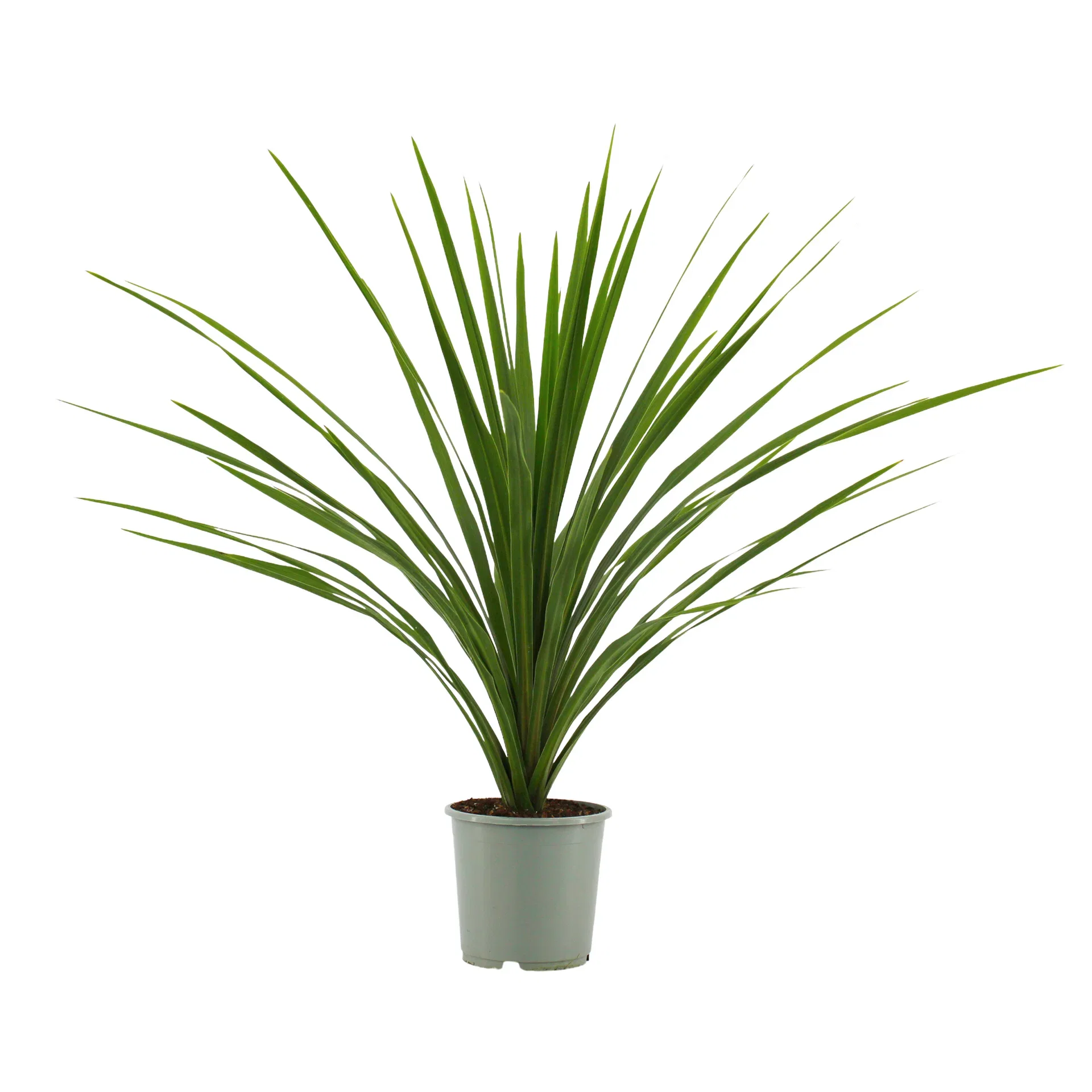 Cordyline 'Verde'