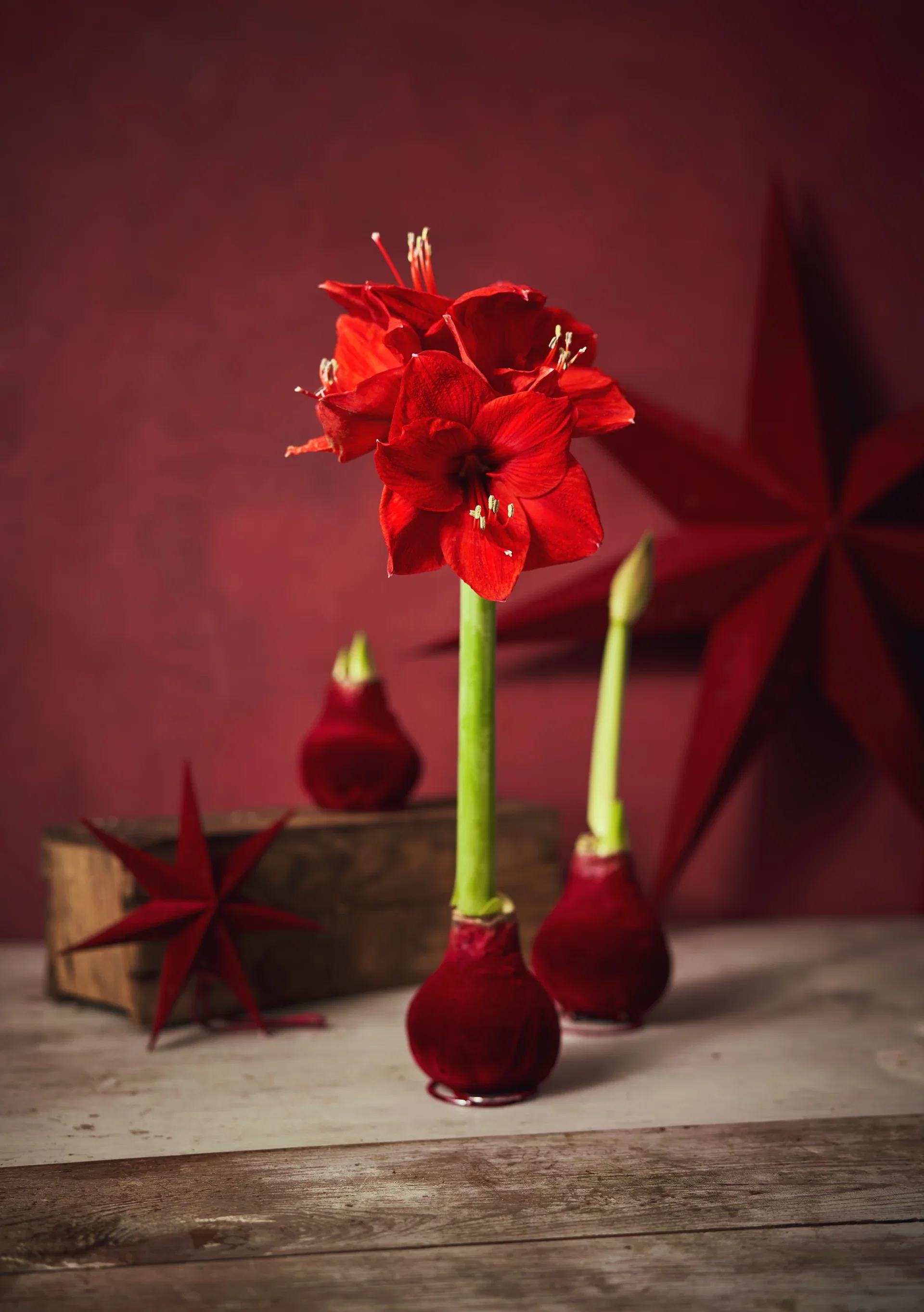 Vokset amaryllisløk