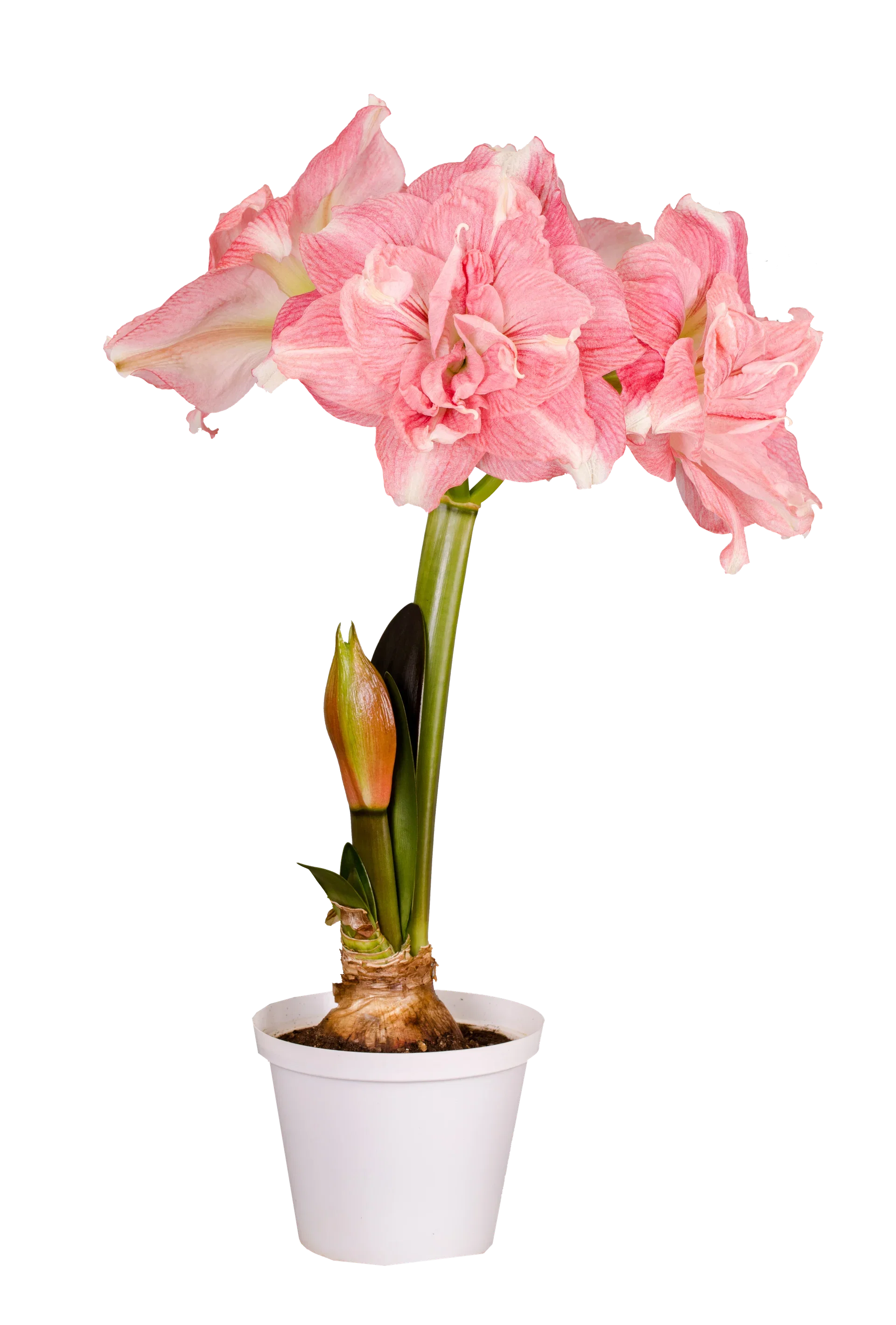 Amaryllis 'Rozetta'