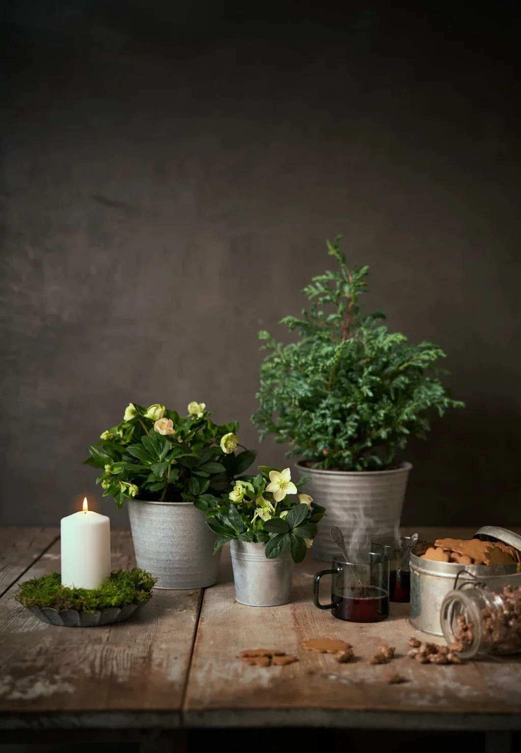 Krus-sypress 'Squarrosa'