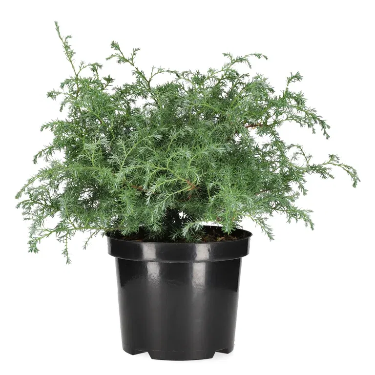 Krus-sypress 'Squarrosa'