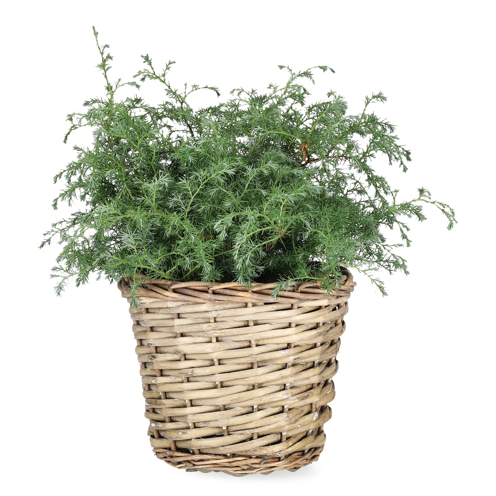 Krus-sypress 'Squarrosa'