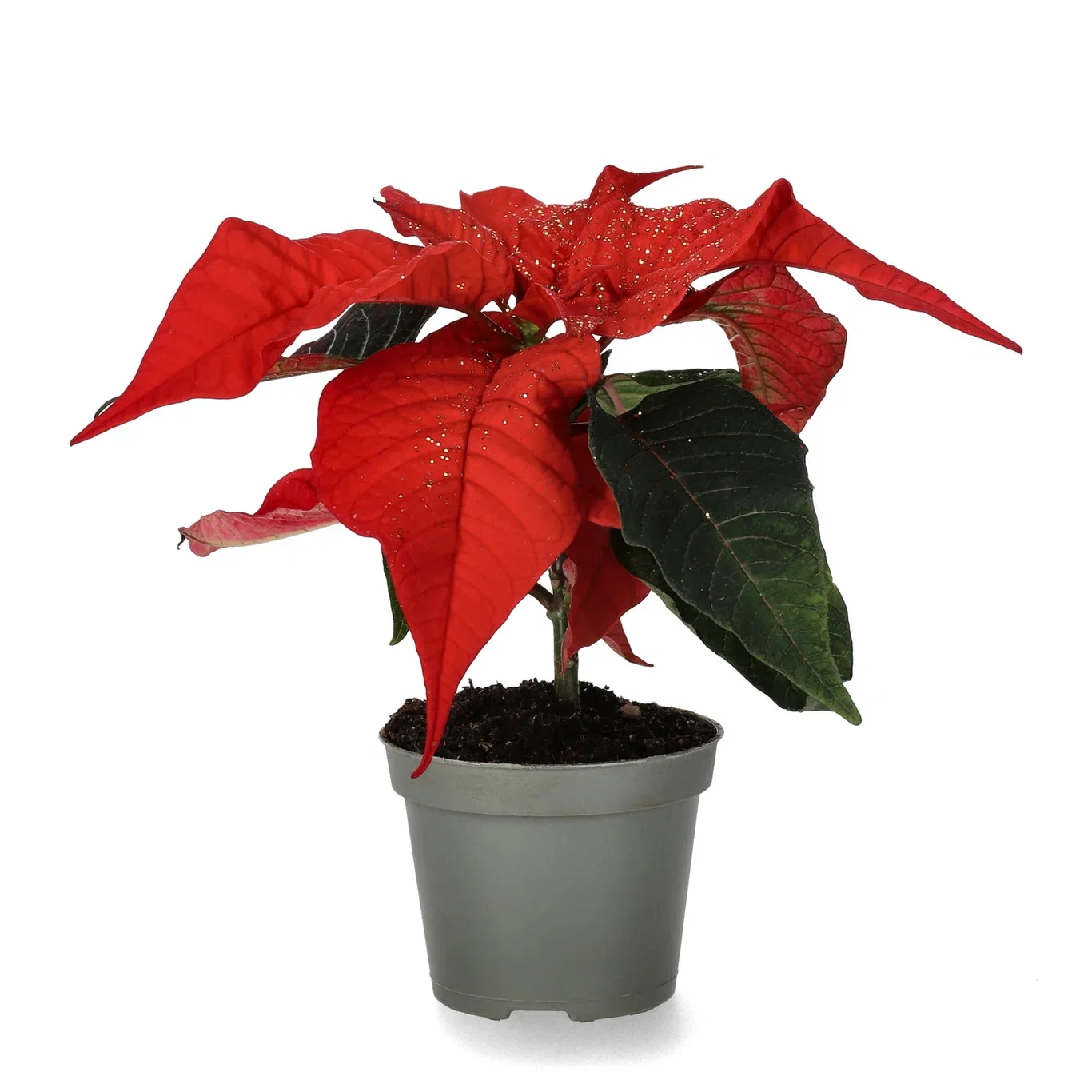 Julestjerne mini med glitter