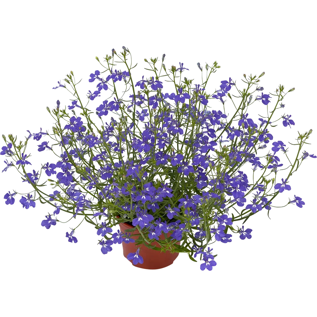 Lobelia