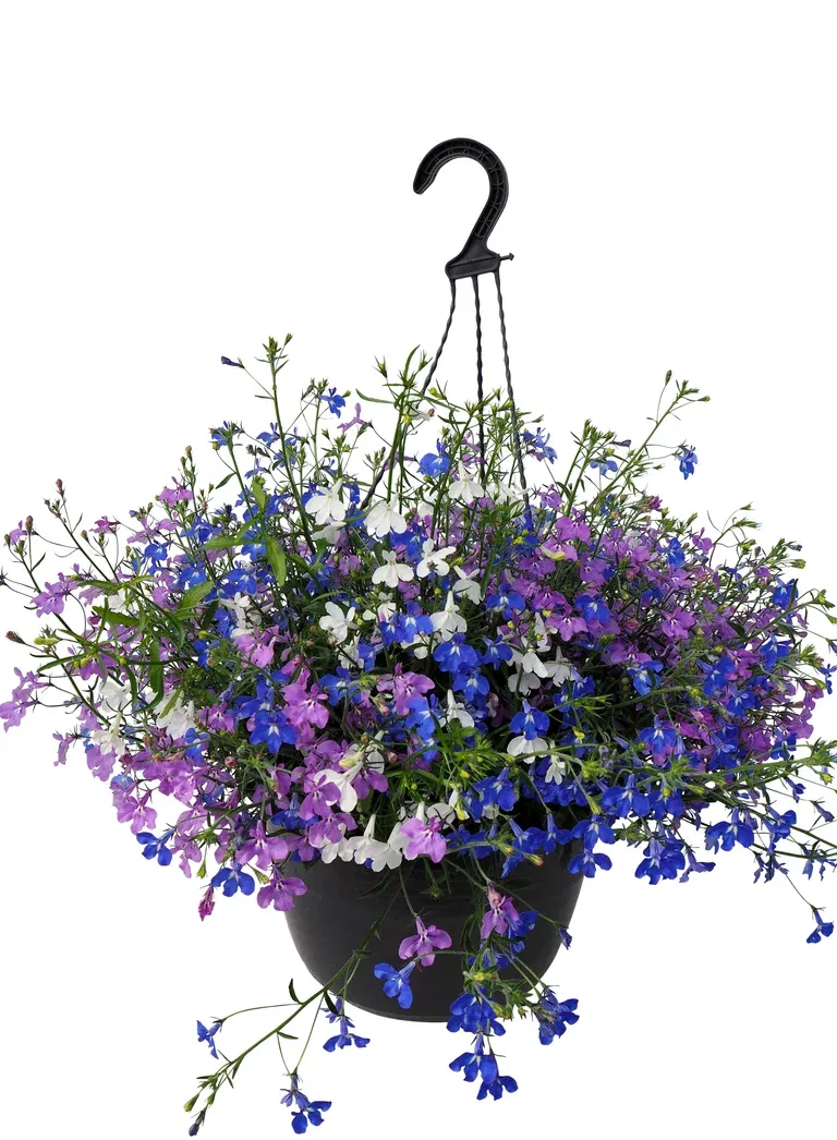 Lobelia 'Romantic Garden' i ampel