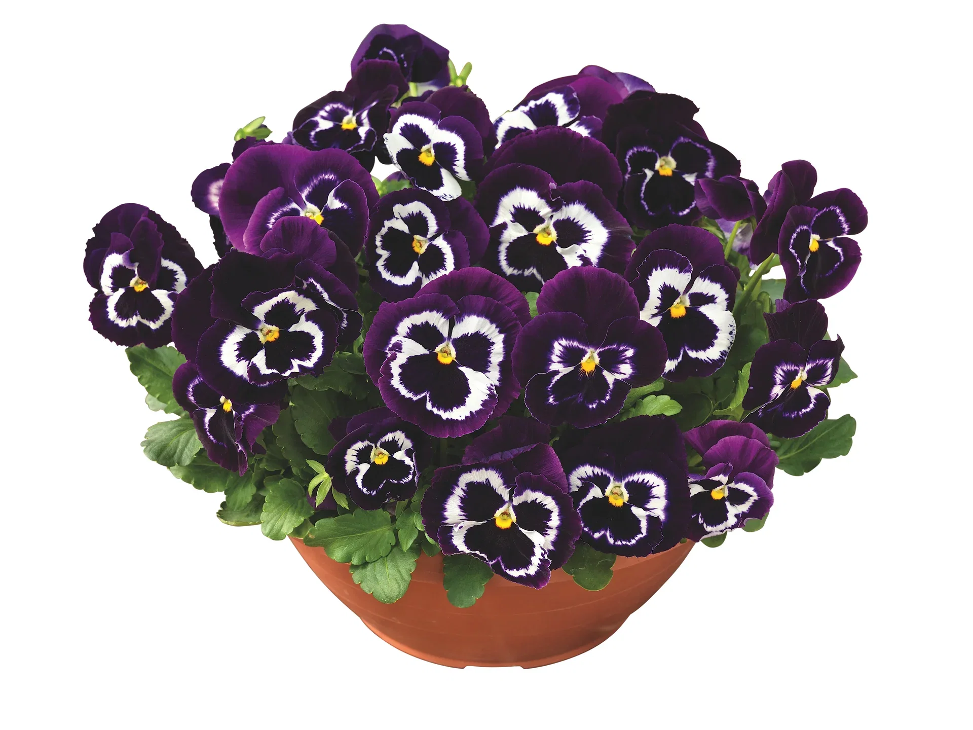 Stemorsblomst i skål